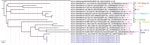 Complete genome phylogenetic analysis of severe acute respiratory syndrome coronavirus 2 (SARS-CoV-2) detected in Asiatic lions (Panthera leo persica), India (blue text), and representative sequences of different clusters generated at 99.9% identity threshold from the available SARS-COV-2 sequences from Tamil Nadu, India, in the GISAID. The maximum-likelihood tree was rooted to Wuhan-Hu-1 reference sequence (GISAID accession no. EPI_ISL_402124). GenBank accession numbers are provided for the sequences from this study. Pink numbers in parentheses indicate the number of SARS-CoV-2 genome sequences clustered at 99.9% identity threshold. Other text colors represent SARS-CoV-2 variants. Scale bar indicates nucleotide substitutions per site. 