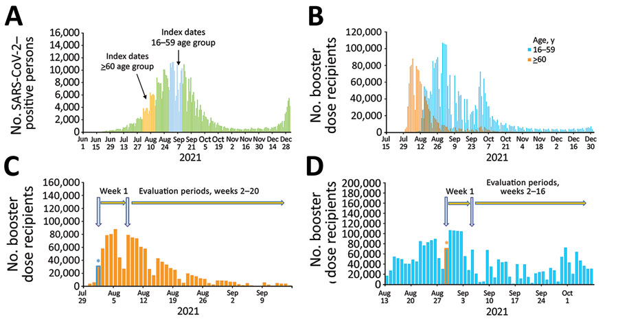 Estimations of effectiveness of BNT162b2 vaccine booster (Pfizer, https://www.pfizer.com) against SARS-CoV-2 infection and breakthrough complications, Israel. A) Epidemic curve of new PCR-confirmed SARS-CoV-2–positive persons, June 1, 2021–January 1, 2022. Index dates are highlighted in orange (for persons >60 years of age) and light blue (for persons 16–59 years of age). B) Daily booster dose recipients by age group. C) Graphic illustration of the booster dose vaccine effectiveness evaluation method for a single cohort of persons >60 years of age that received the booster dose on August 1, 2021. Orange bars represent the number of persons who received the booster dose each day; light blue asterisk represents the date persons >60 years of age included in cohort 1 received the booster dose. D) Graphic illustration of the booster dose vaccine effectiveness evaluation method for a single cohort of persons 16–59 years of age who received the booster dose on August 29, 2021. Light blue bars represent the number of persons who received the booster dose each day; orange asterisk represents the date persons 16–59 years of age included in cohort 1 received the booster dose.