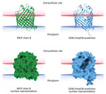 In silico 3-dimensional structure predictions for mutated OmpK36 porin in Klebsiella pneumoniae sequence type 512 strain 0296 in study of K. pneumoniae genotypic evolution during ceftazidime/avibactam, meropenem/vaborbactam, and cefiderocol treatment, Italy. The outer membrane porin OmpK36 from strain 0296 (blue) containing a 26 aa deletion from residue Thr263 through residue Tyr289 was modeled and compared with the model of reference OmpK36 chain B crystal structure from the Protein Data Bank (no. 6RCP; https://www.rcsb.org) (30). Both ribbon cartoon (top) and surface (bottom) models are shown. Structures for strain 0296 were obtained by using Alphafold2 on the European Galaxy server (https://usegalaxy.eu). Spatial arrangements of the porins in lipid bilayers were visualized by using the positioning of proteins in membranes web server in the Orientations of Proteins in Membranes database (31). 