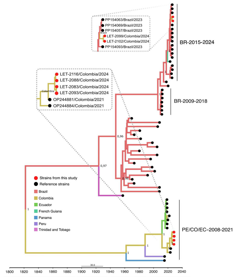 Time-scaled Bayesian phylogeographic analysis of medium segments of co-circulating Oropouche virus lineages, Amazon Basin, Colombia, 2024. Bayesian phylogenetic tree of medium gene segments were estimated by using the Bayesian Markov chain Monte Carlo method (>100 million generations) in Beast (https://beast.community) and ModelFinder in IQ-TREE (http://www.iqtree.org) (ultrafast bootstrapping and 1,000 replicates). Red solid circles indicate viruses from this study that begin with LET for Leticia, Colombia. Phylogeny branches are colored according to their descendant place of origin. Best-fit model was selected according to Bayesian information criteria, and uncorrelated relaxed molecular clock model was used. Bayesian posterior values (>0.8) are annotated at specific nodes of the trees. Sequences from this study were compared with reference sequences from other studies. Main clusters are indicated by using the following reference labels: BR-2015-2024 cluster represents the recent outbreak of the new OROV lineage in Brazil during 2015–2024; PE/CO/EC-2008-2021 cluster represents sequences from Colombia, Peru, and Ecuador during 2008–2021; and BR-2009-2018 cluster represents sequences from Brazil during 2009–2018. Scale bar indicates nucleotide substitutions per site. 