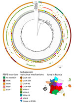 Phylogenetic tree and location of carbapenem-resistant Escherichia coli sequence type (ST) 410 isolates received at the French National Reference Center for Carbapenem-Resistant Enterobacterales, France, 2012–2023. Carbapenemases are classified into 3 of the 4 Ambler classes: class A (mainly Klebsiella pneumoniae carbapenemase); class B or metallo-β-lactamases (predominantly NDM, VIM, or imipenemase types); and class D, primarily OXA-48–like types, including OXA-484 producers. Carbapenemase types are detailed and OXA-484 producers are indicated. ST410 strains are distinguished by whether there are amino acid insertions (YRIK, YRIN, YRIP, or YTIP motifs) in PBP3. We conducted the single-nucleotide polymorphism analysis on a common genome representing 89.05% of the entire genome of the reference strain 303D1. Map shows locations where specific mechanisms were found. ESBL, extended-spectrum β-lactamase; Hcase, helicase; NDM, New Delhi metallo-β-lactamase; OXA, oxacillinase; PBP3, penicillin-binding protein 3; VIM, Verona integron-encoded metallo-β-lactamase.