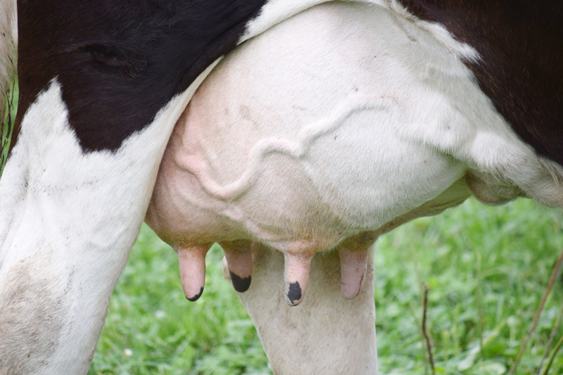 Mastitis Animals