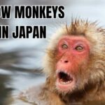 Where can you see snow monkeys in Japan: Best locations and viewing tips