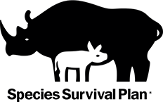 Because of the endangered status of animals such as the African elephant, western lowland gorilla, African black rhino and Sumatran orangutan, these animals are part of the American Zoo and Aquarium Association’s Species Survival Plan (SSP). The Species Survival Plan, or SSP, began in 1981 as a cooperative population management and conservation program for selected species at North American zoos and aquariums. Each SSP carefully manages the breeding of a species in order to maintain a healthy and self-sustaining captive population that is both genetically diverse and demographically stable. Beyond this, SSPs include a variety of other cooperative conservation activities, such as research, public education, reintroduction, and field projects.