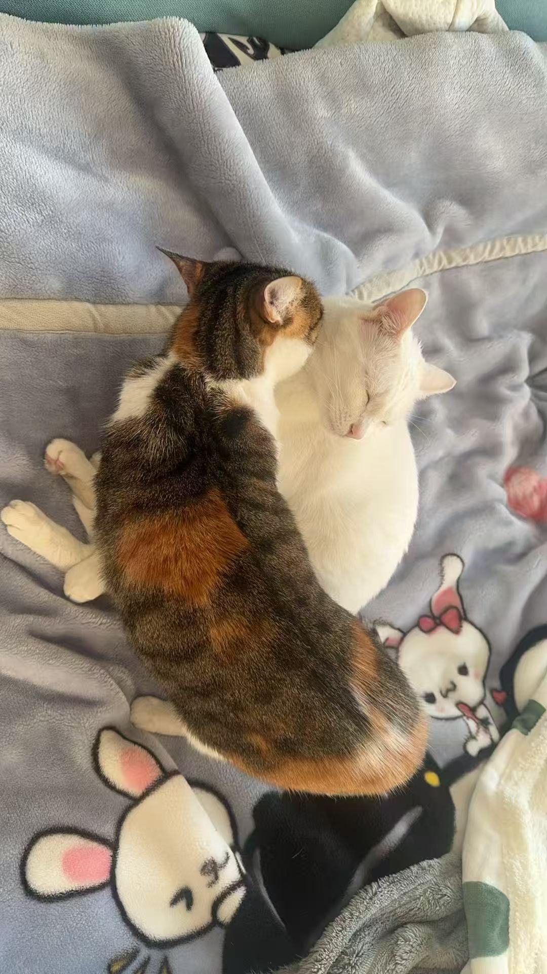 cat 11