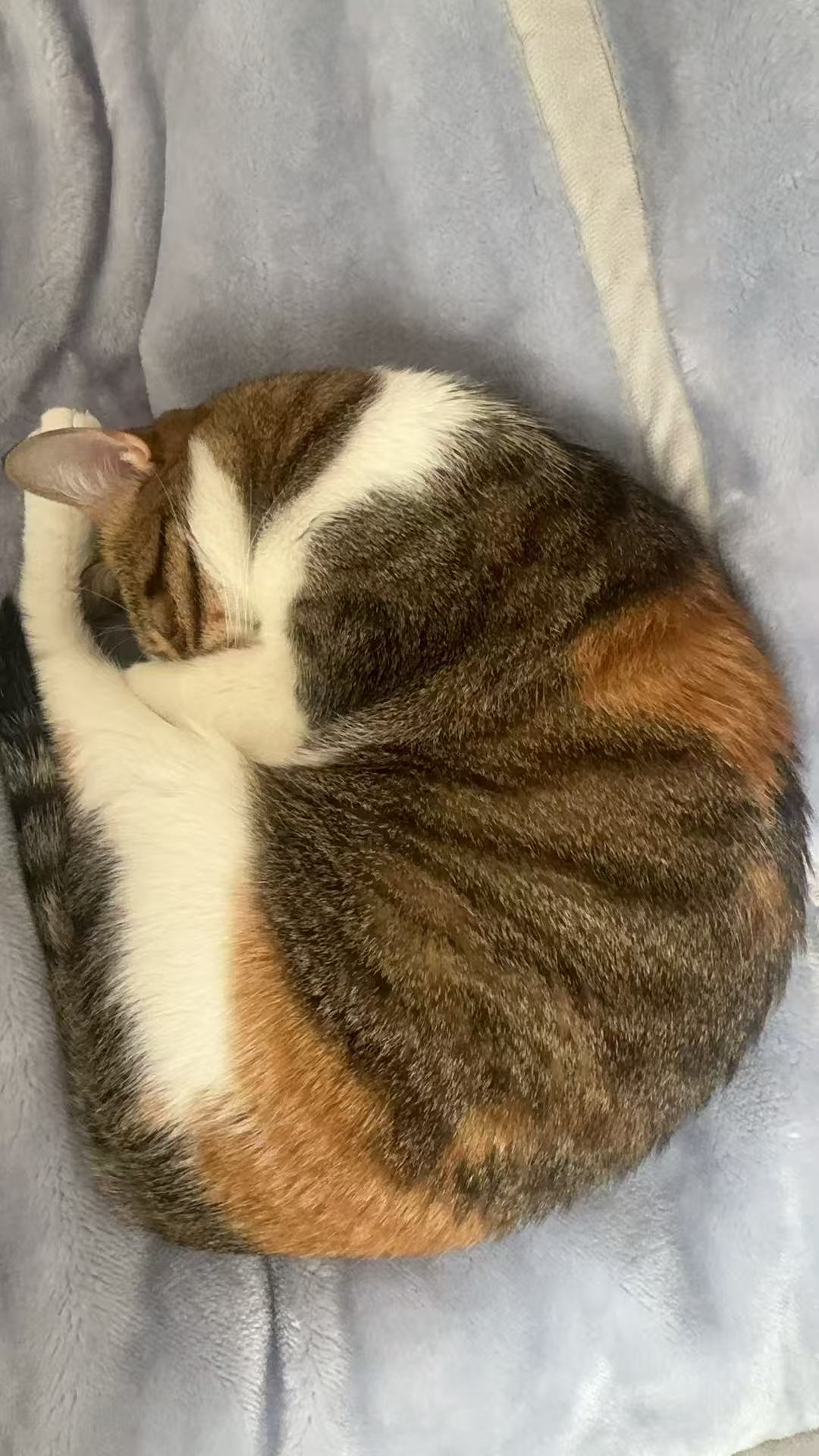 cat 24