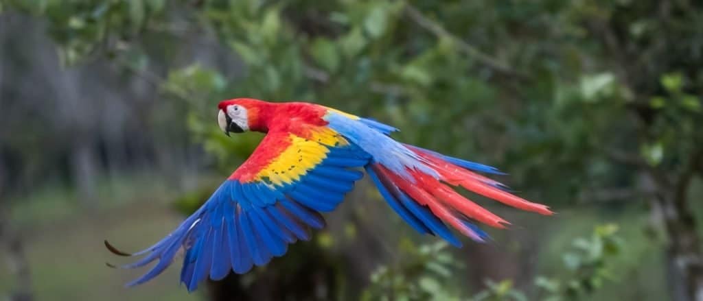 rainforest parrot flying