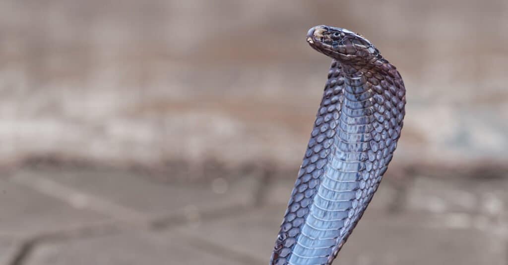 Which River Has More Poisonous Snakes: Mississippi River vs. Nile River ...