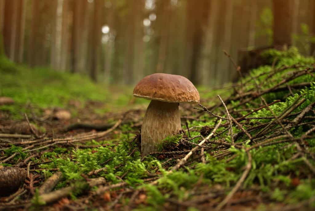 15+ different types of mushrooms, from edible to deadly – 10 Hunting