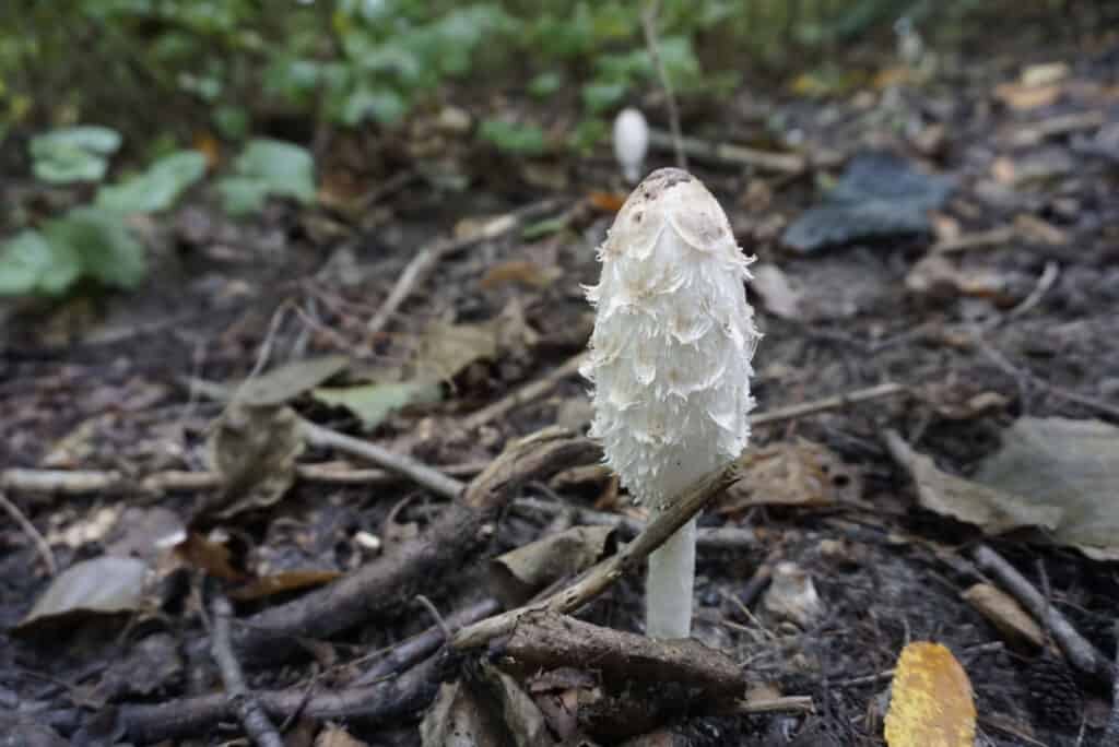 10 Different Types of Wild, Edible Mushrooms - buymushroomsonlineusa