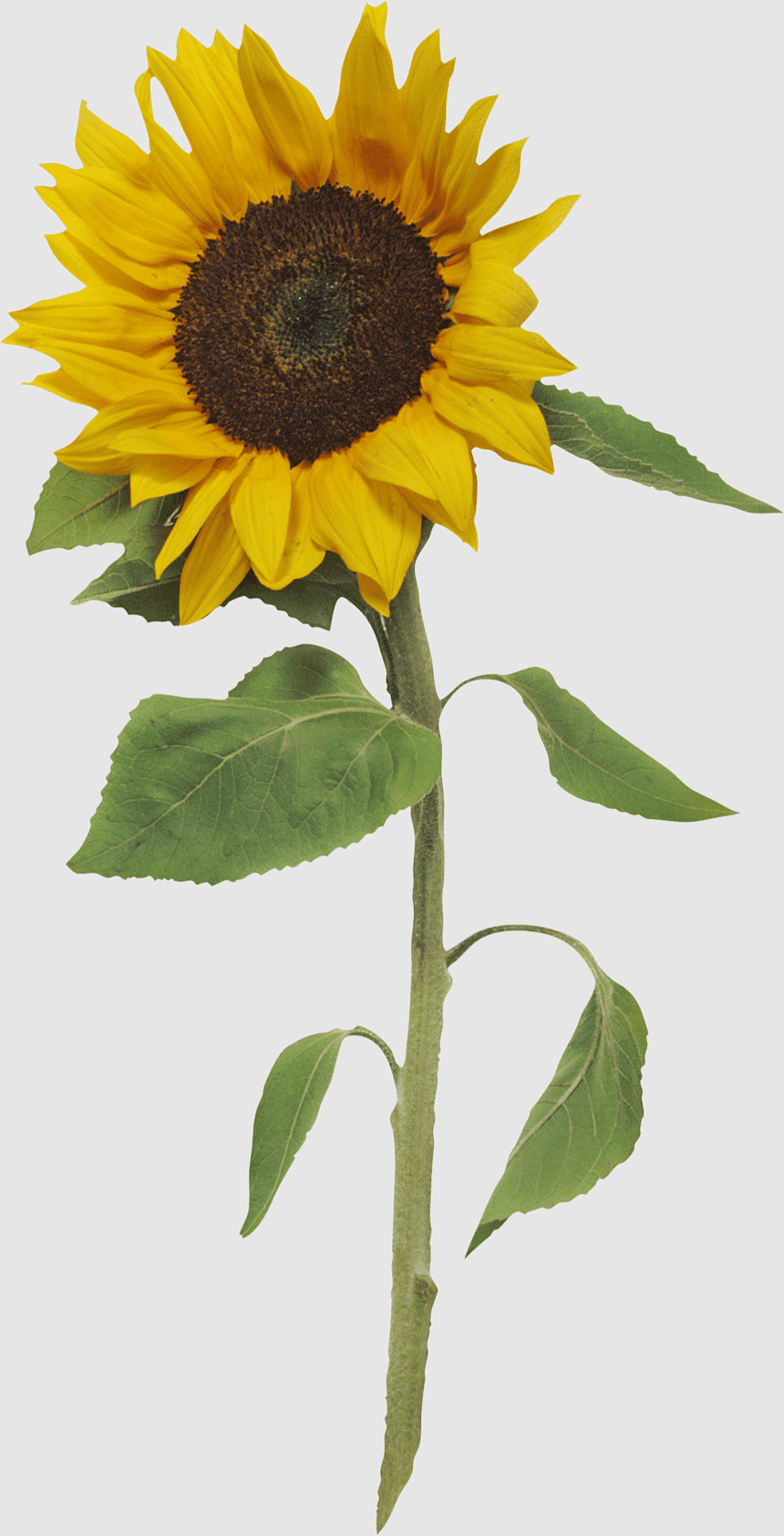 marney K Makridakis, sunflowers, sunflower Seed, common Sunflower, Sunflower, daisy Family, plant Stem, flowers, blog, flowering Plant