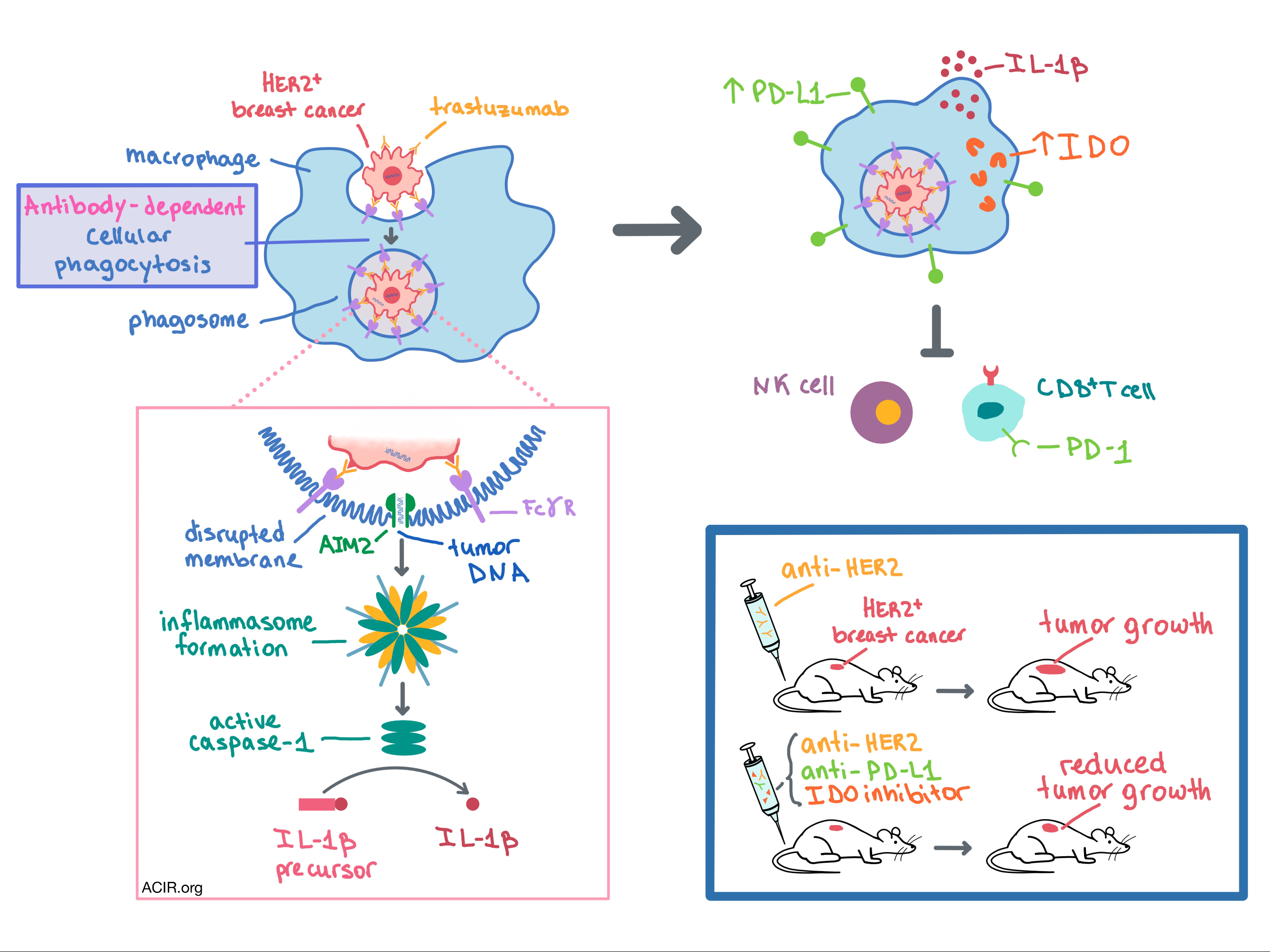 What Is Macrophages