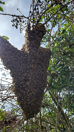 Honey Bee Swarm