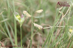 Buffalograss