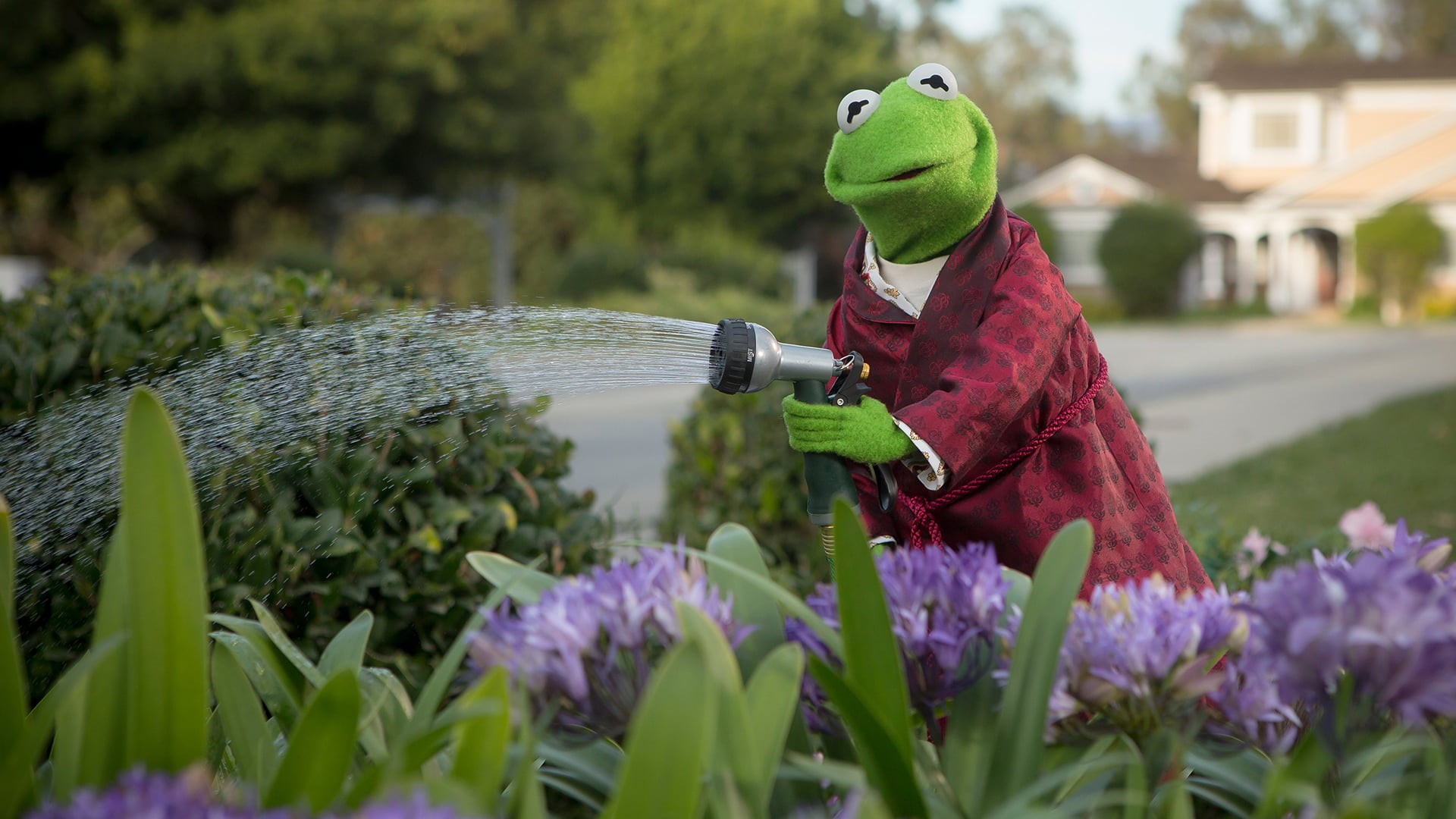 Kermit watering the flowers in his garden. - Kermit the Frog