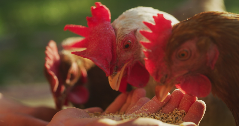 Authentic close up shot of hens are eating cereals from a little girl hands outside the countryside farm in a sunny summer day. Concept: love for animals and nature, agriculture, vegetarian and vegan