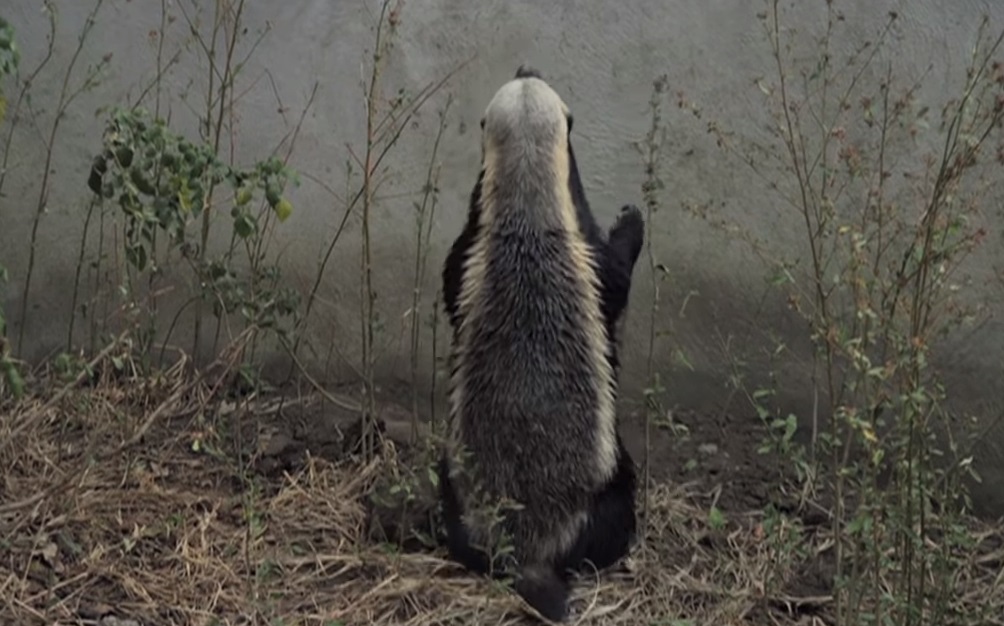 Honey Badger ,Kept ,Escaping, He Set Up ,A Camera,camera,smart animals,genius animals,video,cute