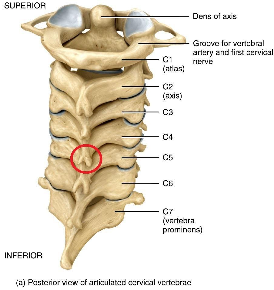 cervical spine