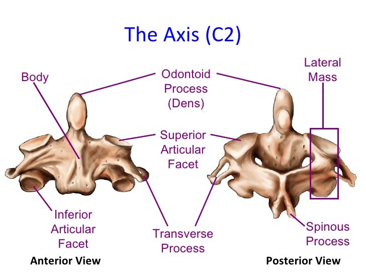 axis bone anatomy