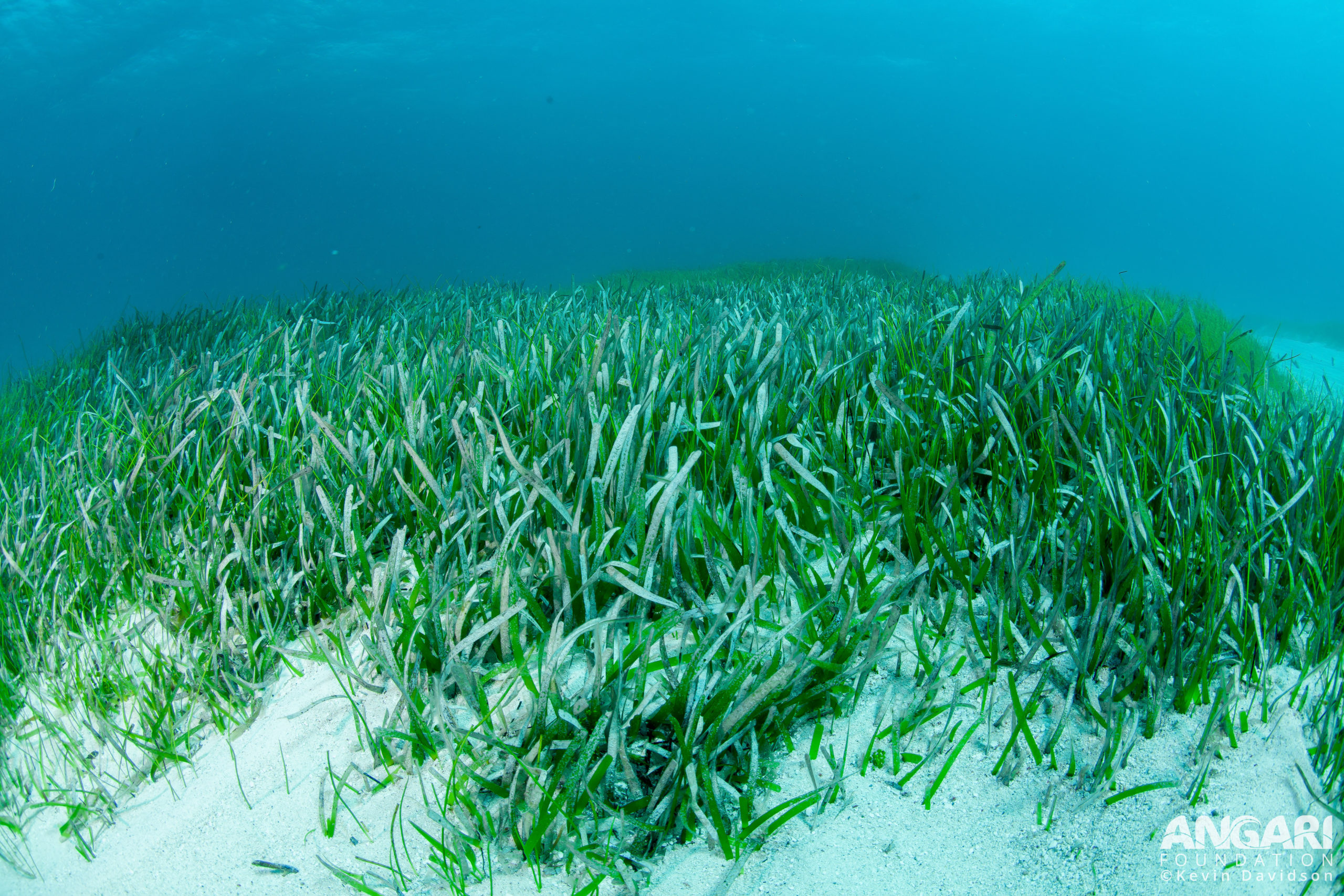 Turtle Grass Meadow.