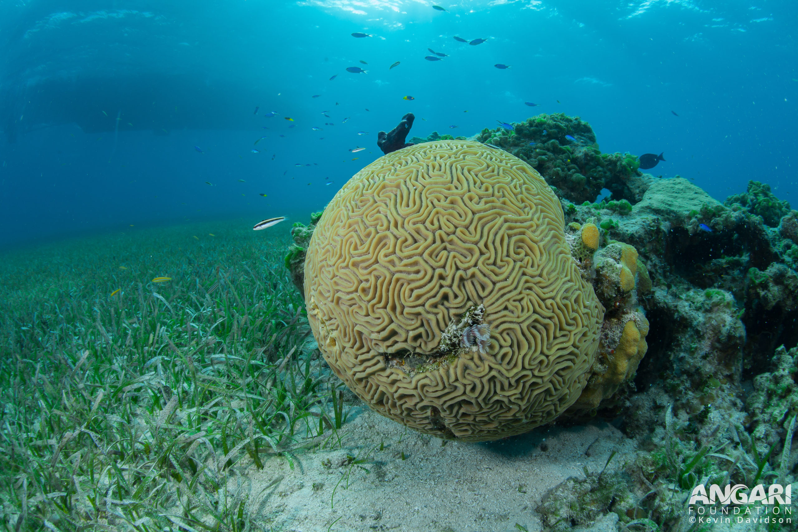 Turtle grass on edge of a coral reef.