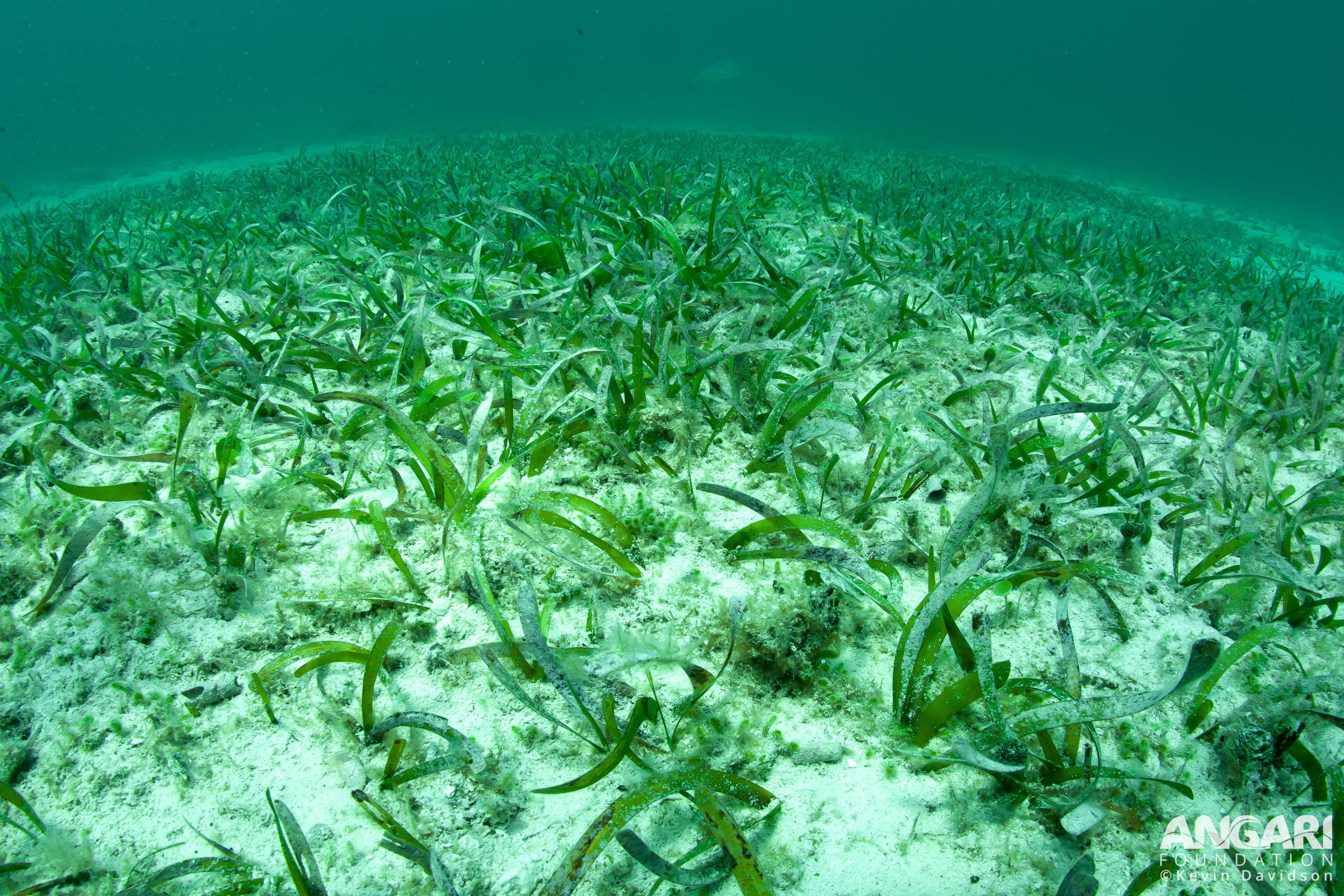 Turtle grass meadow.