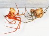 Common House Spiders in their web at the ceilingPhoto by: Judy Gallagherhttps://creativecommons.org/licenses/by/2.0/