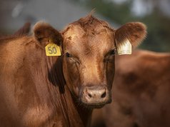 Closeup of a beautiful Red Angus cowPhoto by: U.S. Department of Agriculture [pubic domain]https://creativecommons.org/licenses/by/2.0/