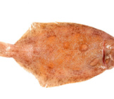 Lemon Sole Photo By: (C) Griffin024 Www.fotosearch.com