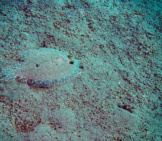 Sole Waiting On The Ocean Floor Photo By: Andrepiazza / Cc By-Sa (Https://Creativecommons.org/Licenses/By-Sa/3.0)