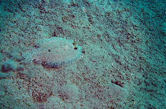 Sole waiting on the ocean floor Photo by: Andrepiazza / CC BY-SA (https://creativecommons.org/licenses/by-sa/3.0)