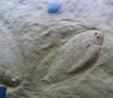 Two Sole Fish Camouflaged In The Sand Photo By: Neitram / Cc By-Sa (Https://Creativecommons.org/Licenses/By-Sa/4.0)