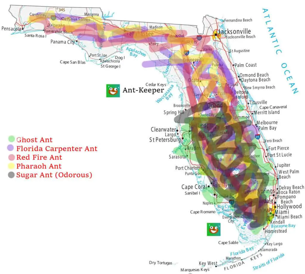 Types of Ants in Florida Map