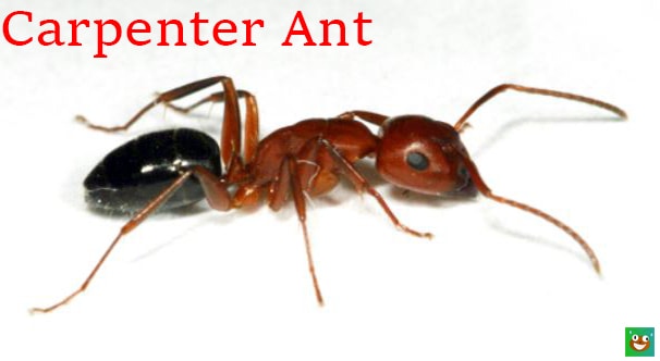 Carpenter Ant