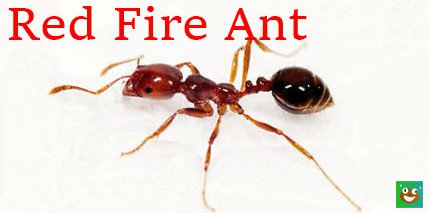 fire ant