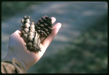 White and red pine cones