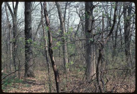 Spring view of Noe Woods, University of Wisconsin Arboretum