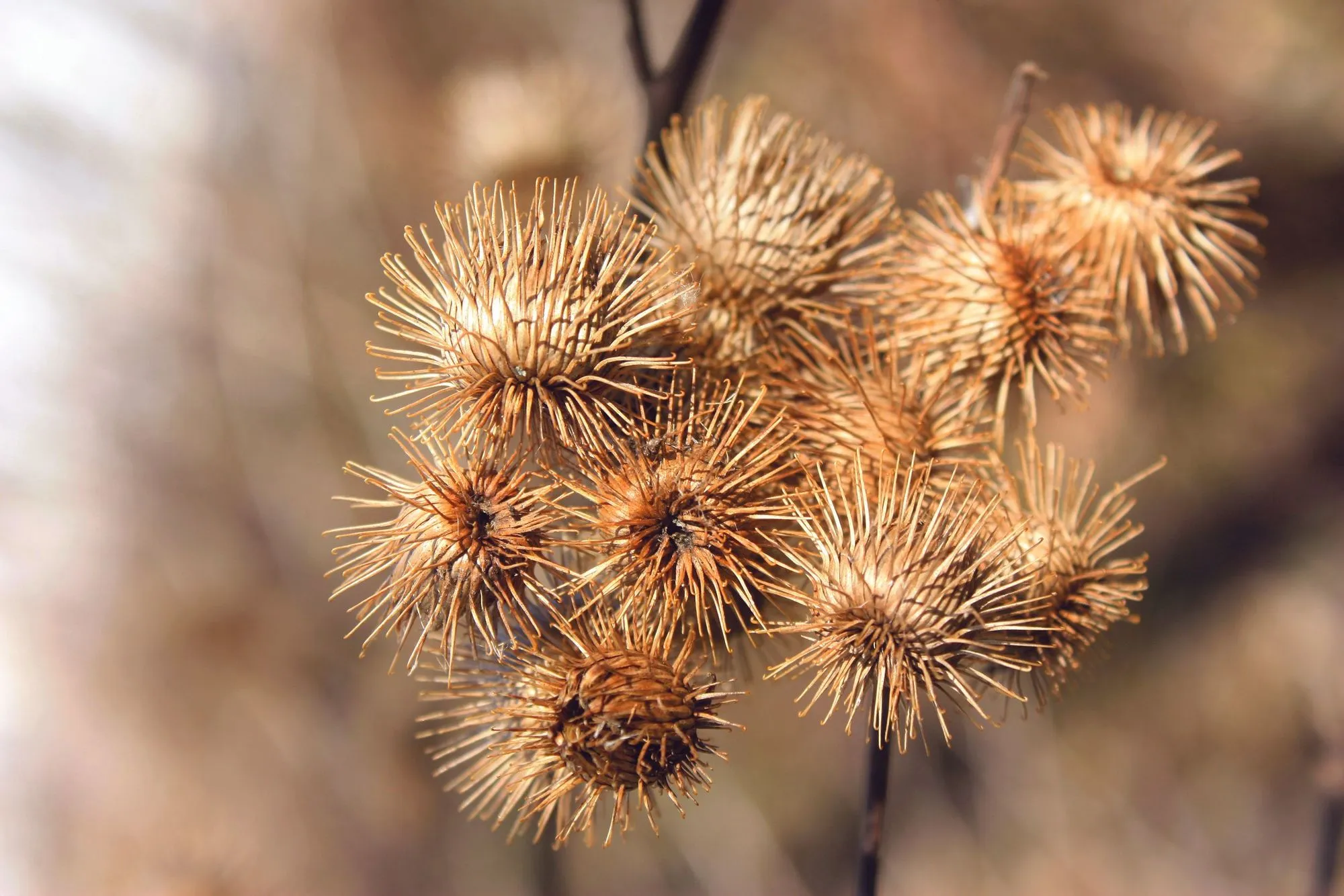 Burdock seeds