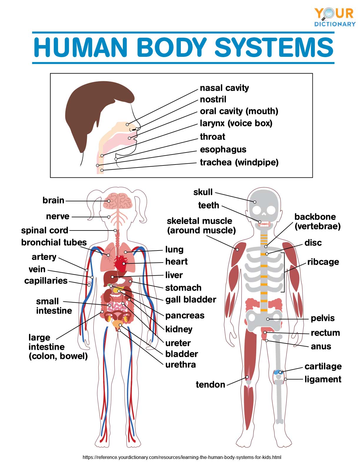 Human Body Systems Chart