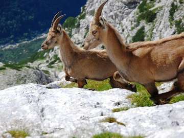 gamuza alpina rompecabezas en línea