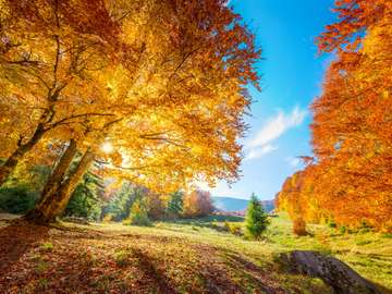 Warm and Golden Autumn in forest jigsaw puzzle online