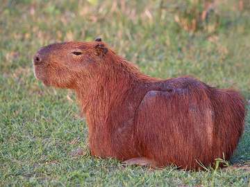 Capybara.... puzzle online