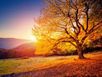 Majestic alone beech tree on a hill slope jigsaw puzzle online