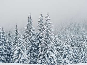 Pine trees covered by snow online puzzle