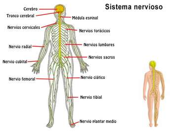 Nervous system online puzzle