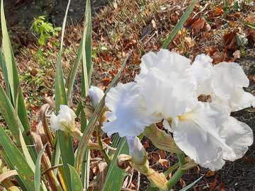 yucca and gladioli together jigsaw puzzle online