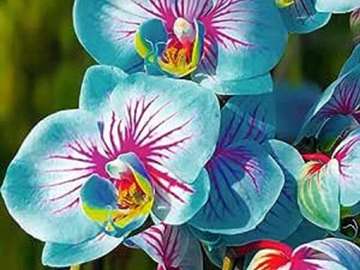 Butterfly orchid (Phalaenopsis) online puzzle