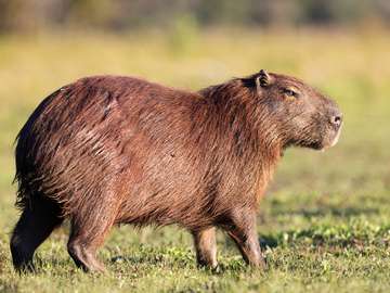 Capybara puzzle online