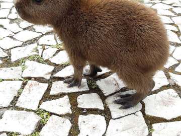 baby capibara in the ohio puzzle online