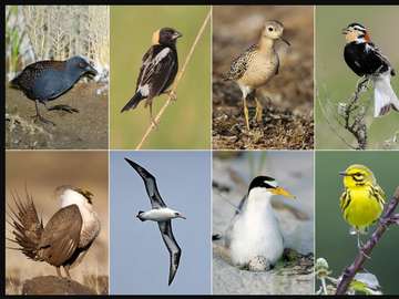 mis pajaros rompecabezas en línea